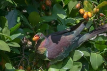 Loài bồ câu say xỉn vì thích ăn trái cây lên men