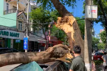 Cây xanh gãy đổ, đè bẹp xe hơi trên đường 