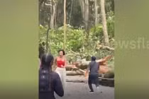 Cây xanh bật gốc đè trúng hai du khách ở rừng khỉ