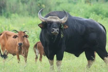 Ly kỳ "chuyện tình" bò tót và bò nhà tại Phước Bình