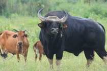 Ly kỳ "chuyện tình" bò tót và bò nhà tại Phước Bình