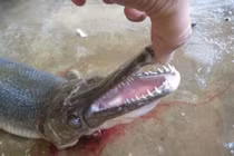 "Thủy quái" kỳ dị bị tóm gọn ở Tiền Giang