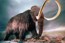 Con người săn voi từ… 500.000 năm trước