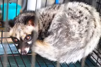 Cận cảnh con chồn “sản xuất” cà phê chồn tại Việt Nam