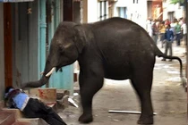 Voi 2 tấn phá rào điện quật chết cụ ông