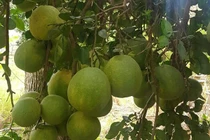 Bà Rịa - Vũng Tàu: Nông dân phấn khởi thu hoạch bưởi Tết