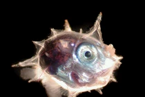 Kỳ lạ loài cá 'vô tri' nhất đại dương, tồn tại 45 triệu năm