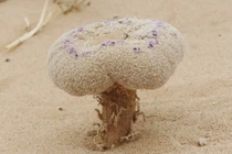 Loài cây ký sinh độc lạ hiếm có, như nấm mọc giữa sa mạc