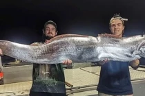 Loài cá dài đến 9m, không ai bắt được khi còn sống