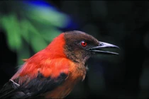 Loài chim duy nhất có độc trên thế giới, chuyên gia giải mã sao?