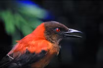 Loài chim duy nhất có độc trên thế giới, chuyên gia giải mã sao?