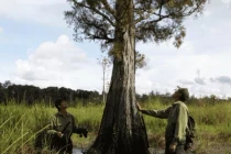 Loại gỗ quý có từ 10 triệu năm, Việt Nam chỉ còn 162 cây