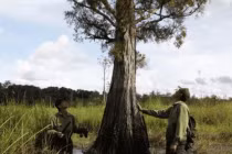 Loại gỗ quý có từ 10 triệu năm, Việt Nam chỉ còn 162 cây