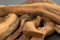 Loài gỗ quý hiếm, giá tiền tỷ, Việt Nam sở hữu 1.000 cây