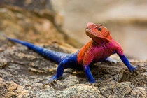 Loài bò sát màu sắc giống hệt 'siêu nhân', đẹp nhất hành tinh 