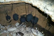 Loài nấm quý hiếm đắt hơn vàng nhưng không ai muốn bán