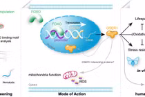 Gen mới phát hiện có thể ảnh hưởng đến tuổi thọ của con người