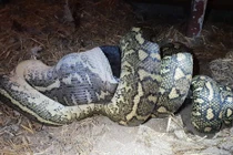 Những vụ trăn nuốt chửng người gây rúng động