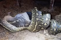 Những vụ trăn nuốt chửng người gây rúng động