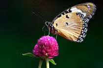 Ngày sinh kết thúc bằng 4 số này, 9 phần là người phú quý