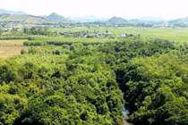 Bí ẩn rừng cổ thụ giữa khu dân cư, chặt 1 phải trồng 10