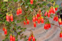 'Chuông reo 4 mùa', cây cảnh nữ hoàng mang may mắn, điềm lành vào cửa