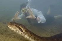 Phát hiện trăn anaconda khổng lồ mới, thân dày như lốp xe hơi