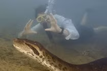 Phát hiện trăn anaconda khổng lồ mới, thân dày như lốp xe hơi