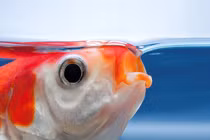 Làm thế nào cá lấy oxy từ nước nhanh như vậy?