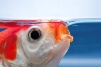 Làm thế nào cá lấy oxy từ nước nhanh như vậy?