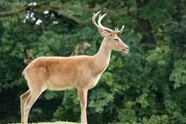 Những loài thú móng guốc có nguy cơ tuyệt chủng ở Việt Nam