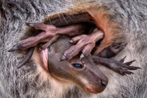 9 khoảnh khắc kỳ thú của thế giới động vật, sửng sốt khi nhìn