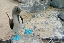 Loài chim vui nhộn nhất hành tinh, biết nhảy múa gạ bạn tình