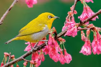 Những loài chim có bộ lông độc đáo nhất Việt Nam