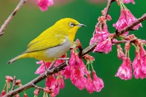 Những loài chim có bộ lông độc đáo nhất Việt Nam