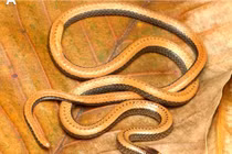 Loài rắn hổ nước vừa được phát hiện chỉ có ở Việt Nam 