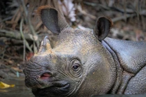 Loài vật quý hiếm nhất hành tinh sinh sản: Thế giới còn 80 con