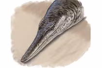 Cá sấu biển 135 triệu tuổi hé lộ cuộc sống ở kỷ Phấn trắng