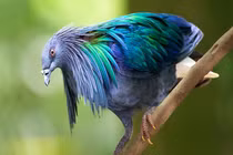 Loài bồ câu quý hiếm chỉ có ở Vườn Quốc gia Côn Đảo