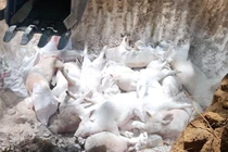 Dịch tả lợn Châu Phi tại Quảng Ngãi