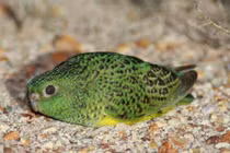 Phát hiện đàn 50 con vẹt quý hiếm, bí ẩn nhất nước Úc