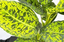 Cây cảnh giúp trấn trạch, hút tài vận cho gia chủ, xanh tốt quanh năm