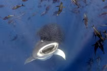 Những bức ảnh khoa học chân thực cả thế giới kinh ngạc