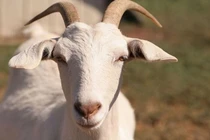 Phật Bà độ mệnh, 3 tuổi trúng số đổi đời 9 ngày tới