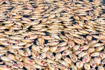 Hé lộ nguyên nhân cá chết trắng sông Đồng Nai