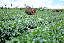 Dân Lâm Đồng nguy cơ mất Tết vì không bán được chè