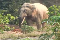 Voi rừng xuất hiện gần khu dân cư ở Đồng Nai