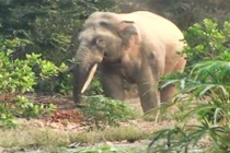 Voi rừng xuất hiện gần khu dân cư ở Đồng Nai