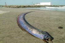 Cá “lạ” dài hơn 3 mét dạt vào bãi biển ở Hà Tĩnh