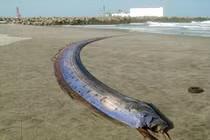 Cá “lạ” dài hơn 3 mét dạt vào bãi biển ở Hà Tĩnh